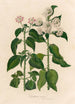 Lantana nivea - Gaetano Savi — Ansicht des Kunstwerks