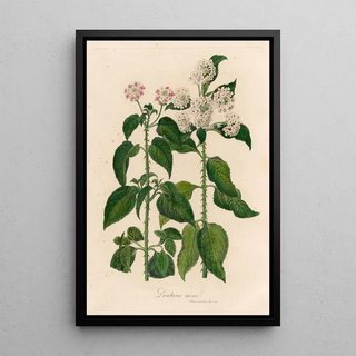 Gaetano Savi - Lantana nivea.webp