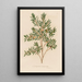 Leptospermum emarginatum - Gaetano Savi — gerahmtes Bild an der Wand