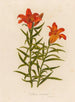 Lilium croceum - Gaetano Savi — Ansicht des Kunstwerks