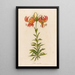 Lilium superbum - Gaetano Savi — gerahmtes Bild an der Wand