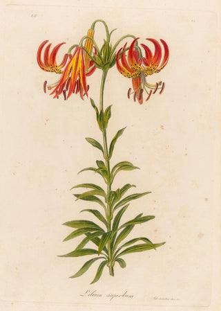 Gaetano Savi - Lilium superbum.webp