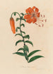 Lilium tigrinum - Gaetano Savi — Ansicht des Kunstwerks
