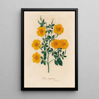 Gaetano Savi - Linum trigynum.webp