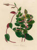 Lonicera flexuosa - Gaetano Savi — Ansicht des Kunstwerks