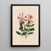 Lonicera sempervirens - Gaetano Savi — gerahmtes Bild an der Wand