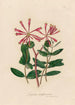Lonicera sempervirens - Gaetano Savi — Ansicht des Kunstwerks