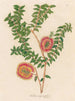 Melaleuca hypericifolia - Gaetano Savi — Ansicht des Kunstwerks