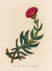Mesembryanthemum acinaciforme - Gaetano Savi — Ansicht des Kunstwerks