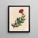 Mesembryanthemum acinaciforme - Gaetano Savi — gerahmtes Bild an der Wand
