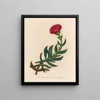 Gaetano Savi - Mesembryanthemum acinaciforme.webp