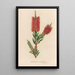 Metrosideros lanceolata - Gaetano Savi — gerahmtes Bild an der Wand