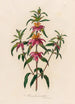 Monarda punctata - Gaetano Savi — Ansicht des Kunstwerks