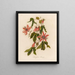 Passiflore princeps - Gaetano Savi — gerahmtes Bild an der Wand