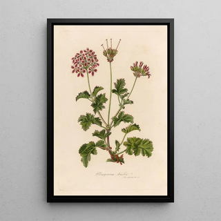 Gaetano Savi - Pelargonium bicolor.webp