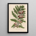 Phlomis laciniata - Gaetano Savi — gerahmtes Bild an der Wand