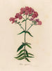 Phlox suffruticosa - Gaetano Savi — Ansicht des Kunstwerks