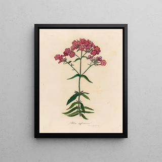 Gaetano Savi - Phlox suffruticosa.webp