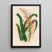 Pitcairnia lanuginosa - Gaetano Savi — gerahmtes Bild an der Wand