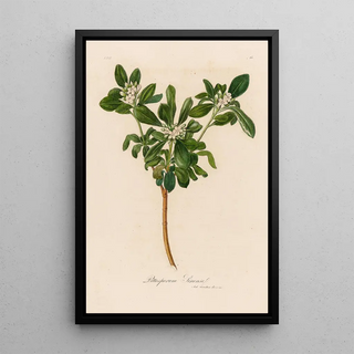 Gaetano Savi - Pittosporum Sinense.webp