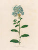 Plumbago auriculata - Gaetano Savi — Ansicht des Kunstwerks