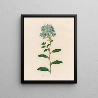 Gaetano Savi - Plumbago auriculata.webp