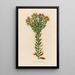 Polygala myrtifolia - Gaetano Savi — gerahmtes Bild an der Wand