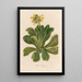 Primula palinuri - Gaetano Savi — gerahmtes Bild an der Wand