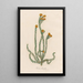 Protea hirsuta - Gaetano Savi — gerahmtes Bild an der Wand