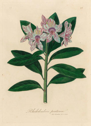 Gaetano Savi - Rhododendron ponticum.webp