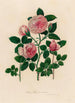 Rosa thea et variet - Gaetano Savi — Ansicht des Kunstwerks
