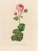 Rosa bipinnata flore pleno - Gaetano Savi — Ansicht des Kunstwerks