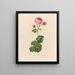 Rosa bipinnata flore pleno - Gaetano Savi — gerahmtes Bild an der Wand