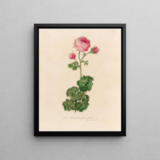 Gaetano Savi - Rosa bipinnata flore pleno.webp