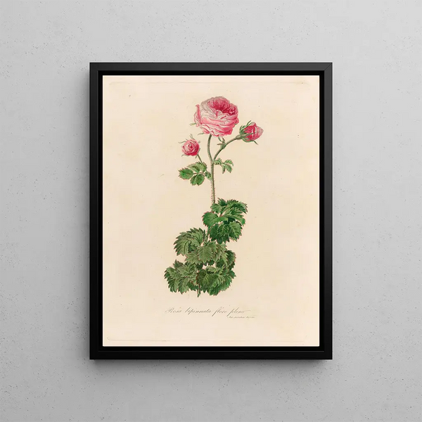 Gaetano Savi - Rosa bipinnata flore pleno.webp