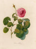 Rosa bullata - Gaetano Savi — Ansicht des Kunstwerks