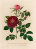 Rosa gallica holosericia flore semipleno et 2 Rosa gallica holosericia hybrida flore pleno - Gaetano Savi — Ansicht des Kunstwerks