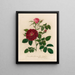 Rosa gallica holosericia flore semipleno et 2 Rosa gallica holosericia hybrida flore pleno - Gaetano Savi — gerahmtes Bild an der Wand
