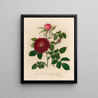 Gaetano Savi - Rosa gallica holosericia flore Semipleno and 2 Rosa gallica holosericia hybricla flore pleno.webp