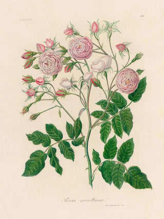Gaetano Savi - Rosa noisettiana.webp