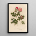 Rosa rubiginosa und 2 Rosa rubiginosa sepium und 3 Rosa rubiginosa flore semipleno - Gaetano Savi — gerahmtes Bild an der Wand