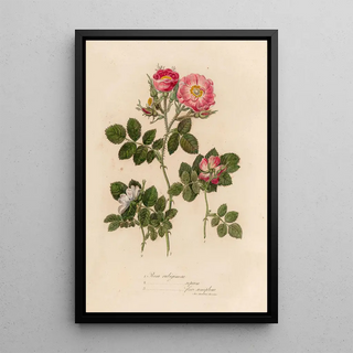Gaetano Savi - Rosa rubiginosa and 2 Rosa rubiginosa sepium and 3 Rosa rubiginosa flore semipleno.webp