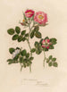 Rosa rubiginosa und 2 Rosa rubiginosa sepium und 3 Rosa rubiginosa flore semipleno - Gaetano Savi — Ansicht des Kunstwerks