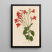 Ruellia formosa - Gaetano Savi — gerahmtes Bild an der Wand