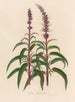 Salvia leucantha - Gaetano Savi — Ansicht des Kunstwerks