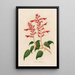 Salvia splendens - Gaetano Savi — gerahmtes Bild an der Wand