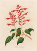 Salvia splendens - Gaetano Savi — Ansicht des Kunstwerks