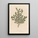 Serissa foetida - Gaetano Savi — gerahmtes Bild an der Wand