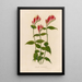 Spigelia marilandica - Gaetano Savi — gerahmtes Bild an der Wand