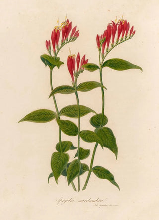 Gaetano Savi - Spigelia marilandica.webp